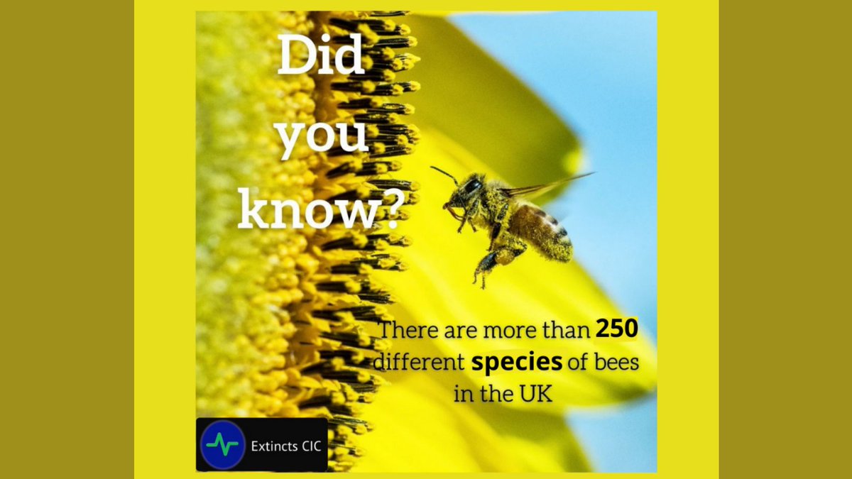 Extincts_App's tweet photo. DYK? There are more than 250 different species of bees in the UK.
#extincts #youplaynaturewins #rewildourworld #climateaction #endangeredanimals #bees
DOnate here: https://t.co/GxvFllsMqk https://t.co/nOera01HDn