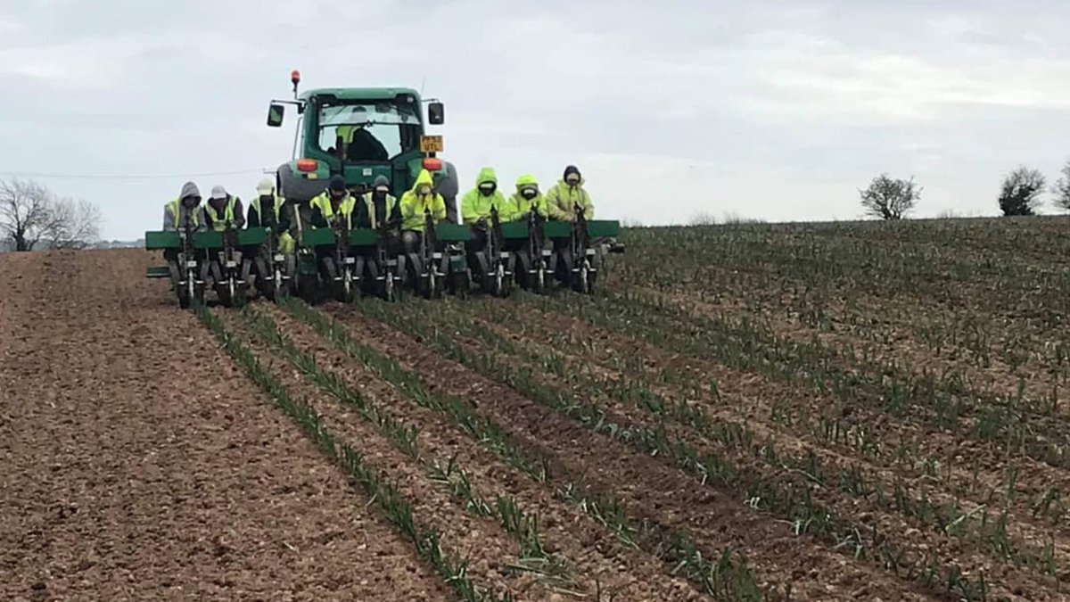blasytir's tweet photo. A good start to Friday morning, planting our Nation's most treasured vegetable, the humble leek 💚🏴
#FarmerFriday #Plant21 #PlantingForWales #GrowingForWales #WelshLeeks #FeedingTheNation #FreshVeg #BlasyTir #Pembrokeshire #Wales https://t.co/DvwtZrIj6q