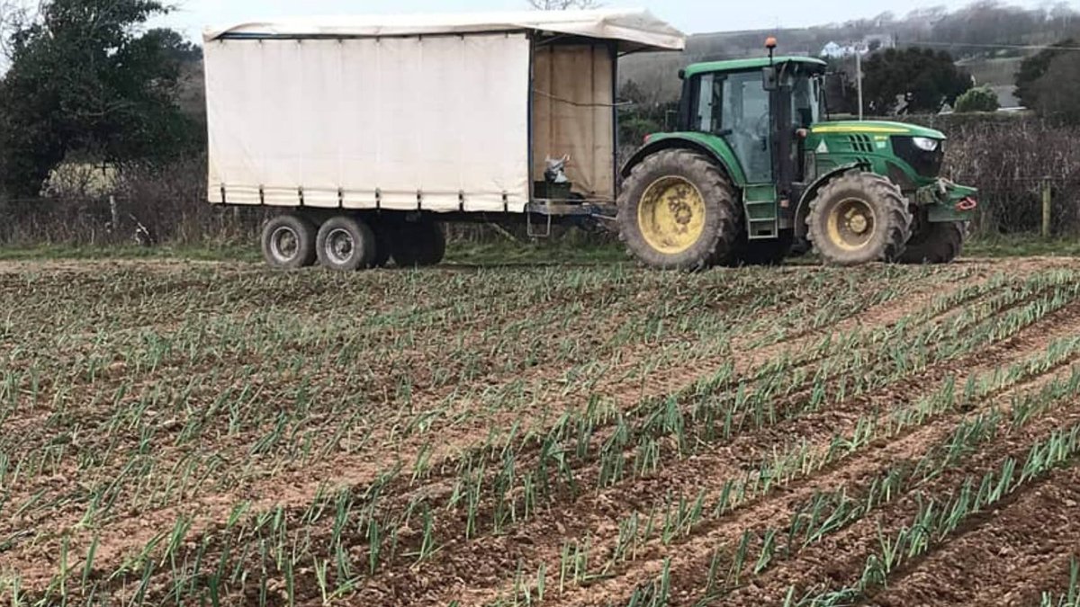 blasytir's tweet photo. A good start to Friday morning, planting our Nation's most treasured vegetable, the humble leek 💚🏴
#FarmerFriday #Plant21 #PlantingForWales #GrowingForWales #WelshLeeks #FeedingTheNation #FreshVeg #BlasyTir #Pembrokeshire #Wales https://t.co/DvwtZrIj6q