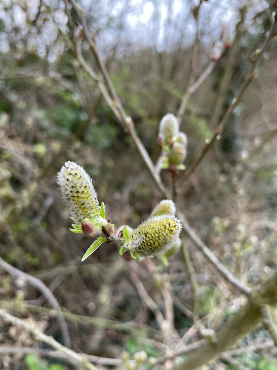 elbonharas's tweet photo. Catkins #SpringIsHere #BoatsThatTweet
#ViewFromTheWheelHouse
#ItsABargeLife πππππ https://t.co/odFzBvalF2