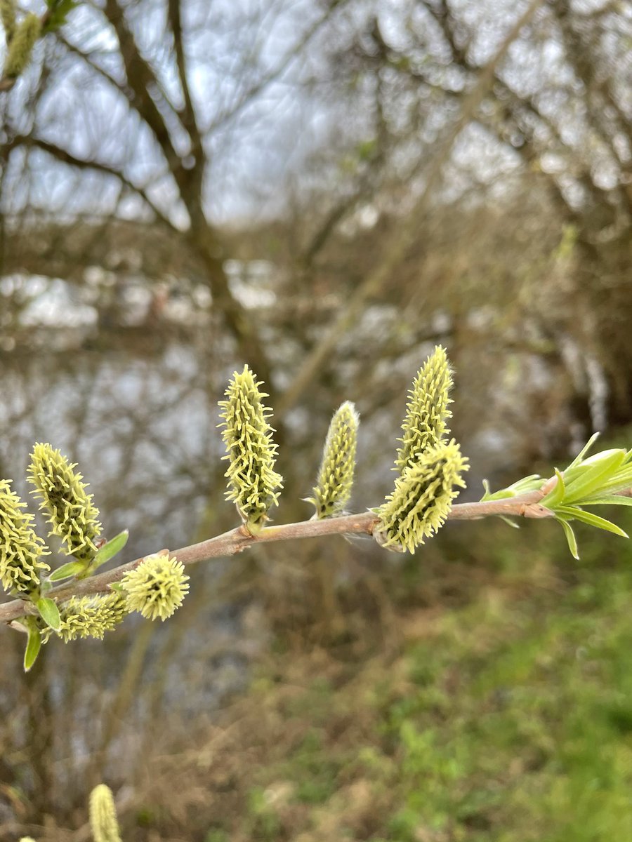 elbonharas's tweet photo. Catkins #SpringIsHere #BoatsThatTweet
#ViewFromTheWheelHouse
#ItsABargeLife πππππ https://t.co/odFzBvalF2