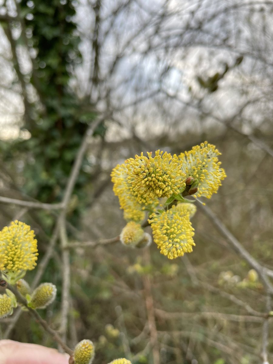 elbonharas's tweet photo. Catkins #SpringIsHere #BoatsThatTweet
#ViewFromTheWheelHouse
#ItsABargeLife πππππ https://t.co/odFzBvalF2