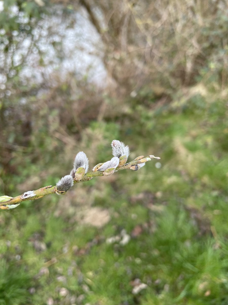 elbonharas's tweet photo. Catkins #SpringIsHere #BoatsThatTweet
#ViewFromTheWheelHouse
#ItsABargeLife πππππ https://t.co/odFzBvalF2