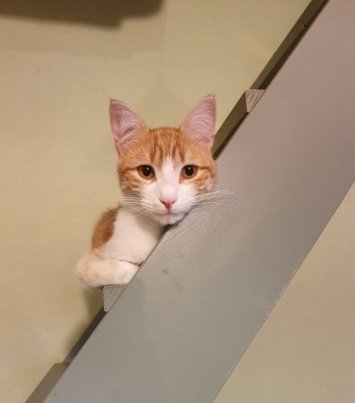 chat_buster's tweet photo. Confitdemangue Jour 7
Comme voici, moi, Buster pris en photo chez ma lavoisine.
Elle m'a fait la balancir auprès de ma monhumaine.
Que ma monhumaine, elle a untipeu la honte parce que je vais chez tous mes lesvoisins, mais moi, m'en fiche.
#confinementtotal mais pas pour moa ! https://t.co/J14FouLBwq
