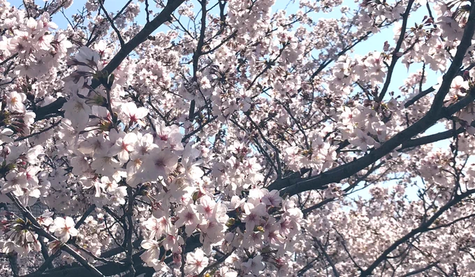 今日も桜はきれいだった。
散歩しながら泣いてた。
人を困らせてしまった。
幸せにしたいのに、ごめん〜ってなった。困らせたくないのにな。 