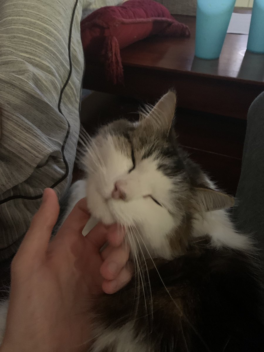 Total_Loon's tweet photo. Just showing my cat the love https://t.co/obxL5xztEo