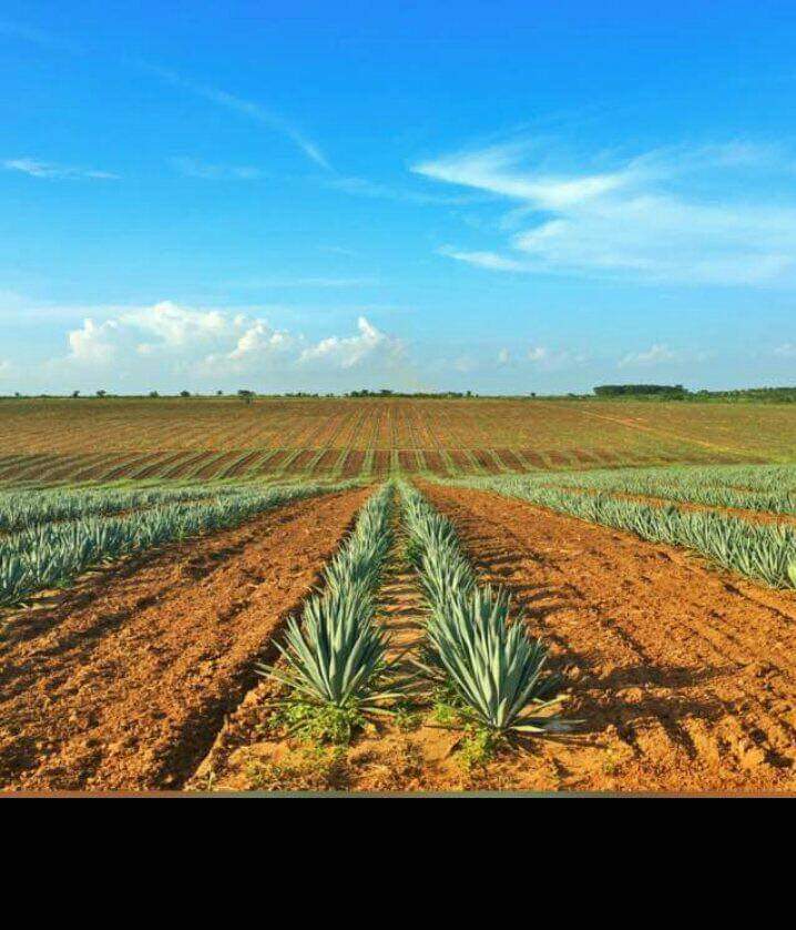 AChellangwa's tweet photo. This is real farms of sisal. https://t.co/iG1r6mfwJv