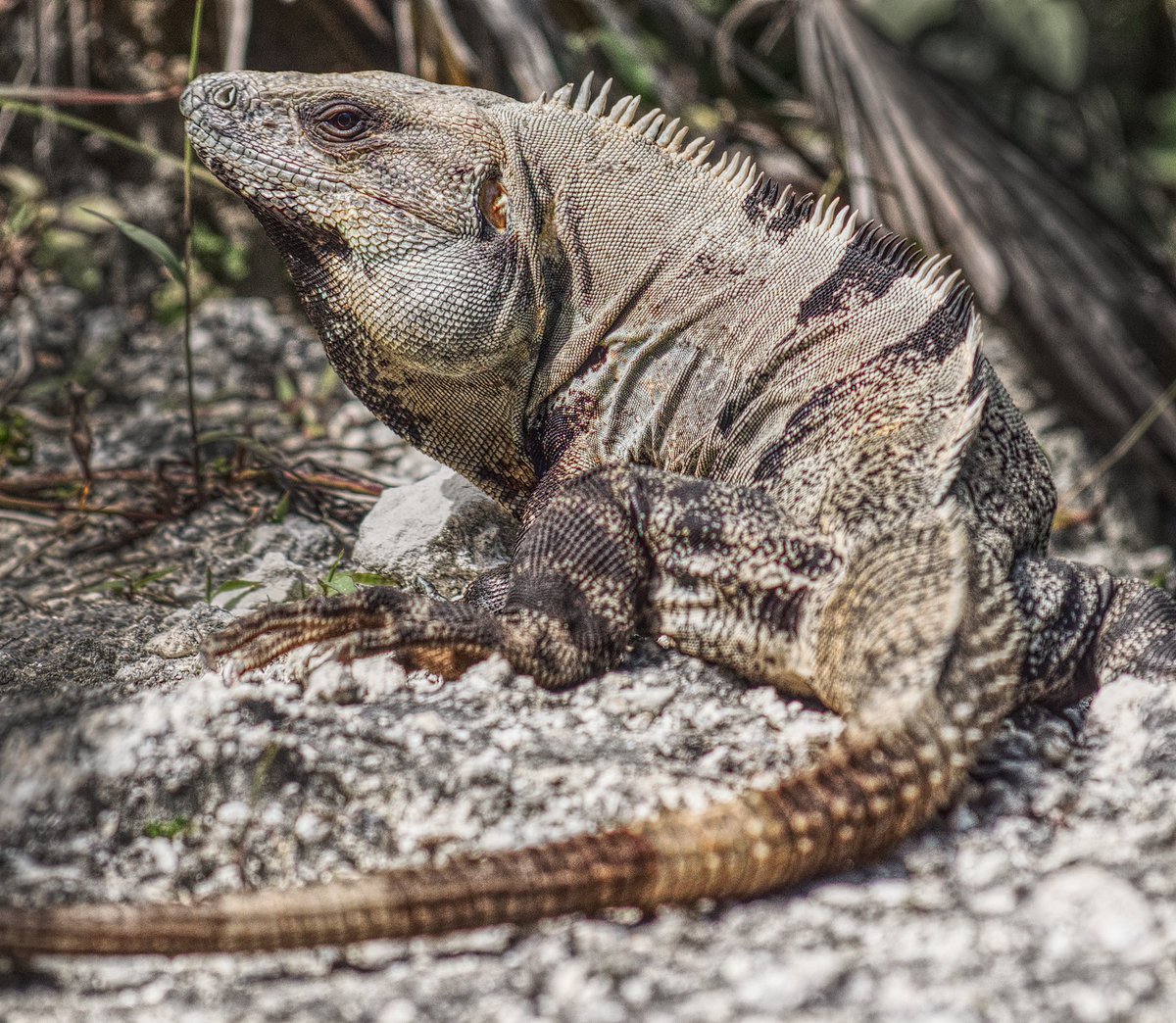 Factor_Fifty's tweet image. Some of of the wonderful #wildlife I’ve come across these last few weeks. Still trying for a decent #crocodile shot 🐊 #reptile #lemur #snake #nature #mexico #america #photography #wildlifephotography #animals #travel #filming