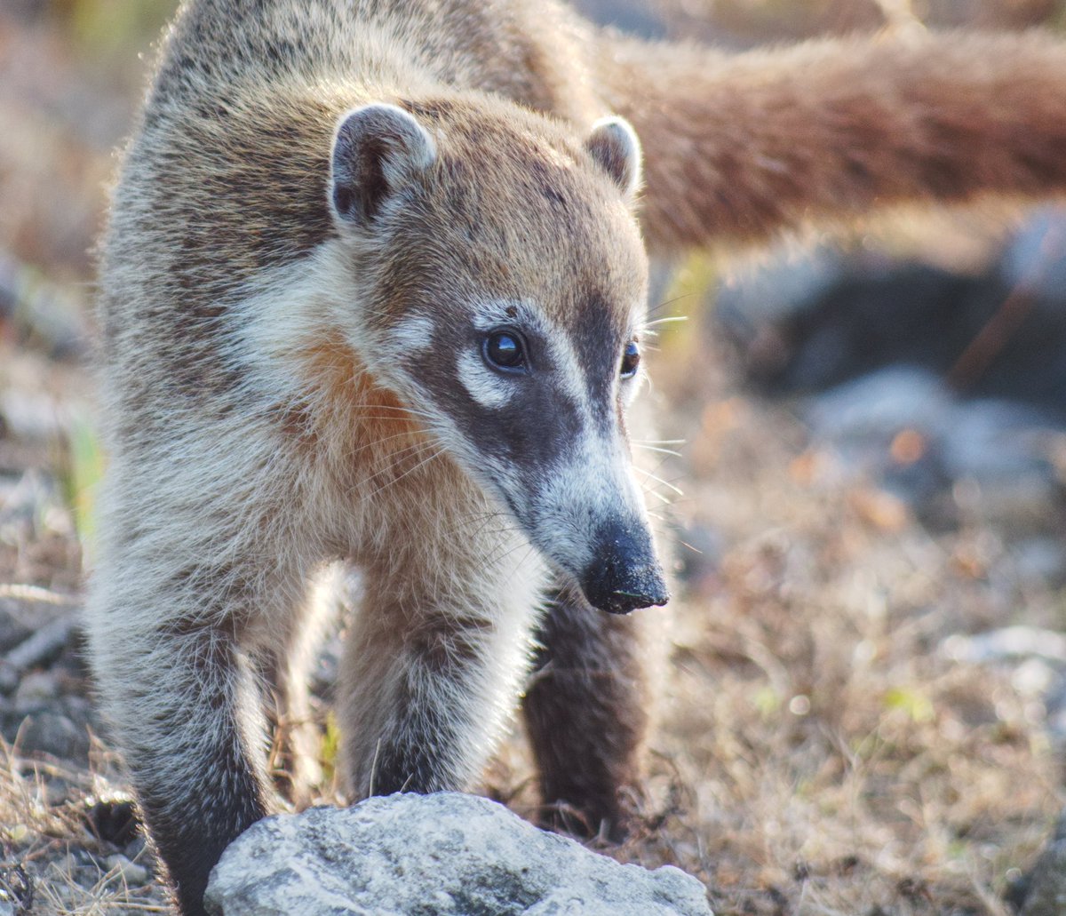 Factor_Fifty's tweet image. Some of of the wonderful #wildlife I’ve come across these last few weeks. Still trying for a decent #crocodile shot 🐊 #reptile #lemur #snake #nature #mexico #america #photography #wildlifephotography #animals #travel #filming