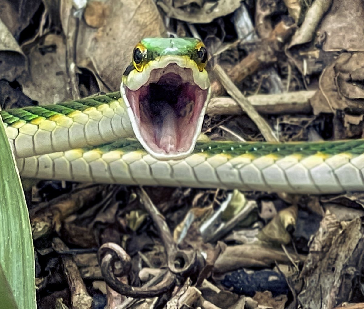 Factor_Fifty's tweet image. Some of of the wonderful #wildlife I’ve come across these last few weeks. Still trying for a decent #crocodile shot 🐊 #reptile #lemur #snake #nature #mexico #america #photography #wildlifephotography #animals #travel #filming