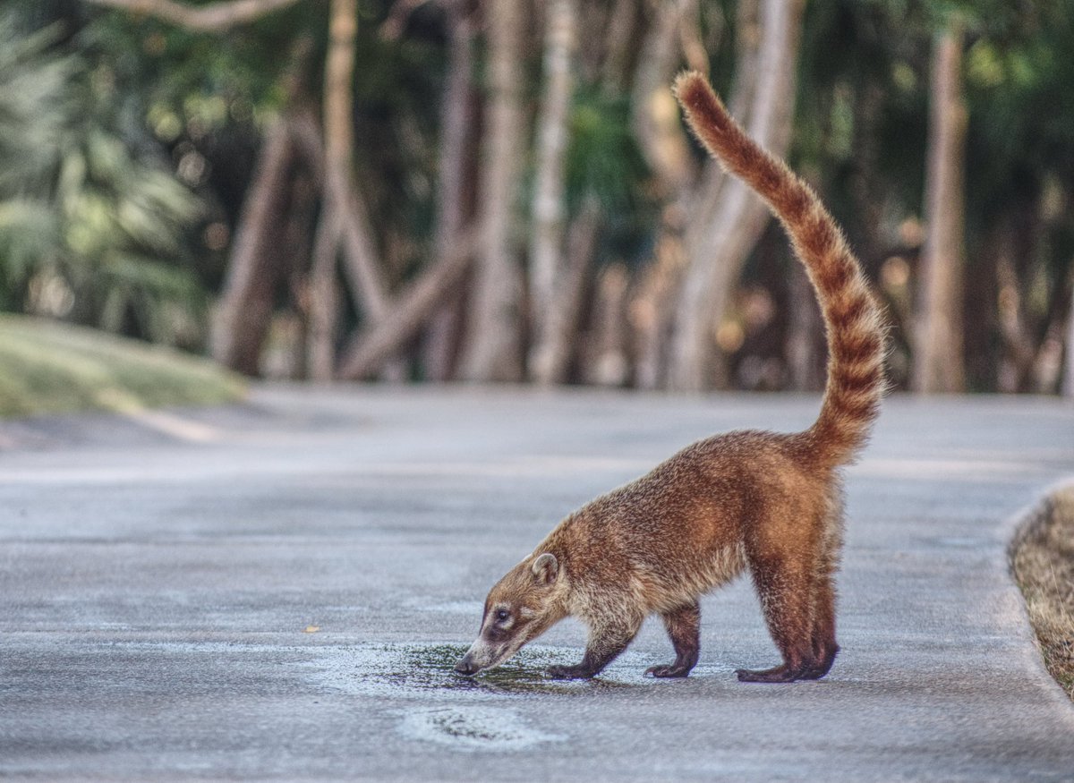 Factor_Fifty's tweet image. Some of of the wonderful #wildlife I’ve come across these last few weeks. Still trying for a decent #crocodile shot 🐊 #reptile #lemur #snake #nature #mexico #america #photography #wildlifephotography #animals #travel #filming