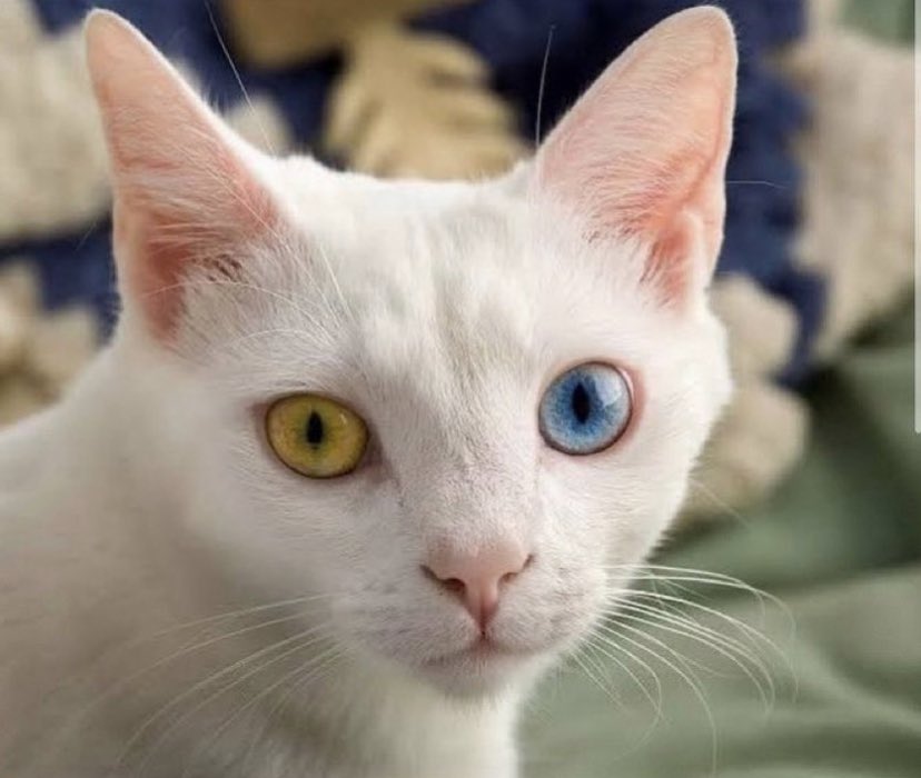 a cat with homophobia in its eyes ❤️