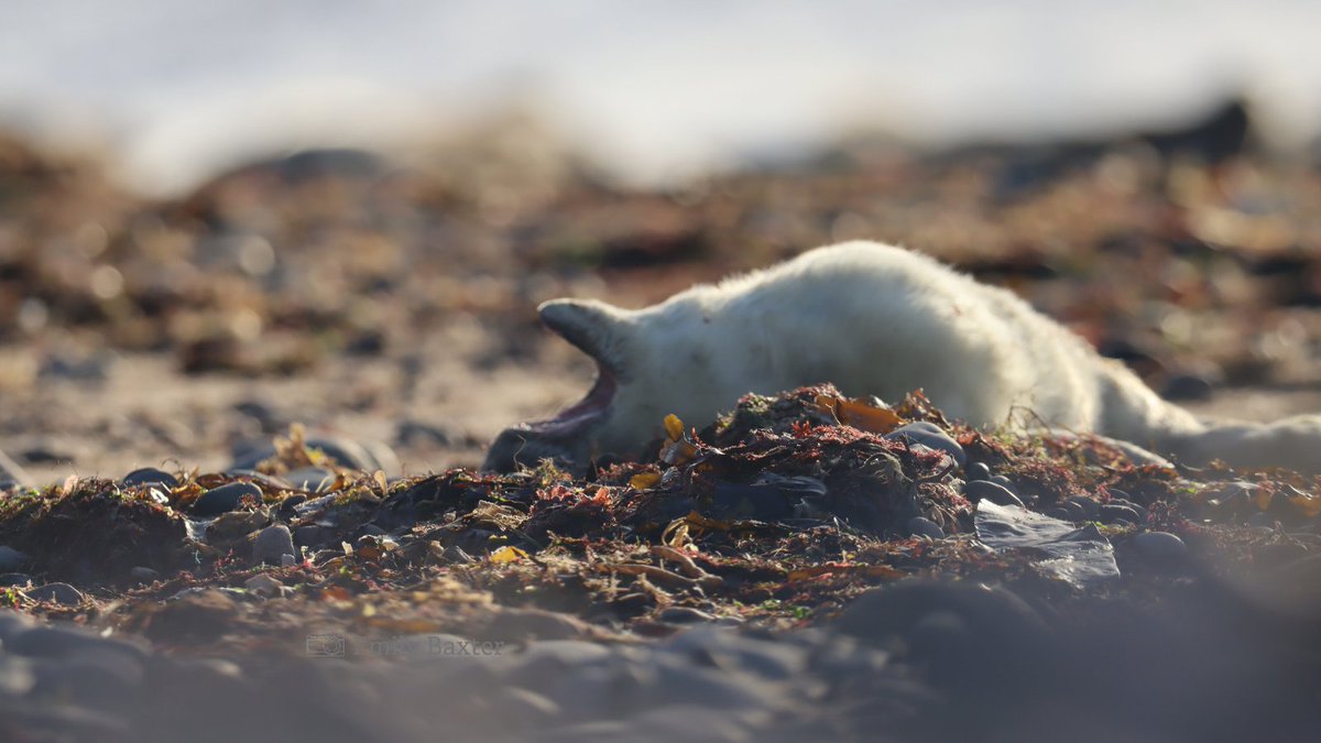 LivingSeasNW's tweet photo. Itโs nearly the end of our grey seal monitoring season- here's a look back at some of our favourite snaps from this winter!๐
#FeelGoodFriday #MarineMammals #GreySeals #WildlifeWatch #ResearchAndMonitoring https://t.co/vaUgDULAqi
