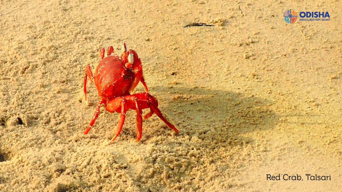 odisha_tourism's tweet photo. The sun's bright & Mr. Krabs is up- prospecting the beach for preys. But there’s a CATCH— his stark red colour may diminish his chances of a predator & turn him into food instead. He has to work against the clock just like us!
https://t.co/yMybd4I4aZ
#ColoursForLife
#OdishaByRoad https://t.co/QeYgmiQYZT