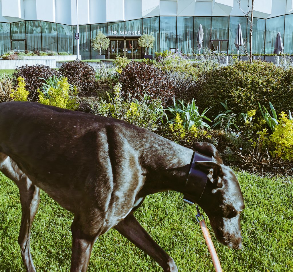 It's Friday eheh!
Can we book the rooftop at @themarkerhotel tonight? Can we can we?? 
No we can't 😣
#Dublin, #Ireland, #lockdown