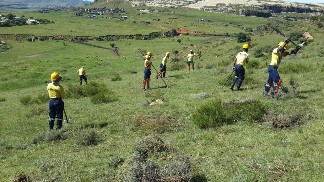 wo_fire's tweet photo. The Working on Fire Clarens Team conducted invasive alien plant species removal near the Kgubetswana location in the Free State.
This was done to control these invasive species which minimize grazing areas for animals in the area.
#WOF_FS
#ProtectingTheEnvironment https://t.co/i7u9LJIuFf