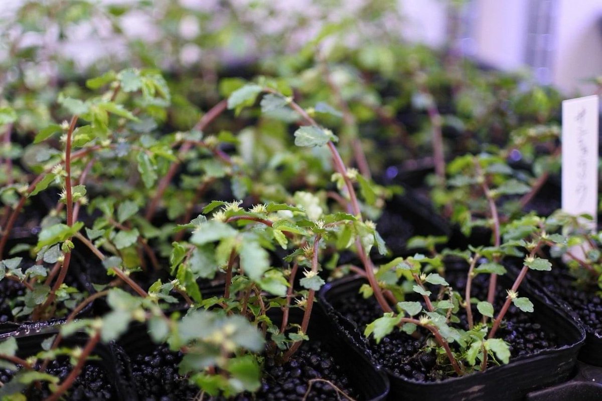 コケのインテリア コケリウム A Twitter 新商品の サンショウソウ をはじめ 欠品していたシダ植物などたくさん入荷しました T Co 48btqpbbx8 コケ 苔 コケリウム 苔リウム 苔テラリウム テラリウム パルダリウム アクアテラリウム 苔盆栽 苔玉