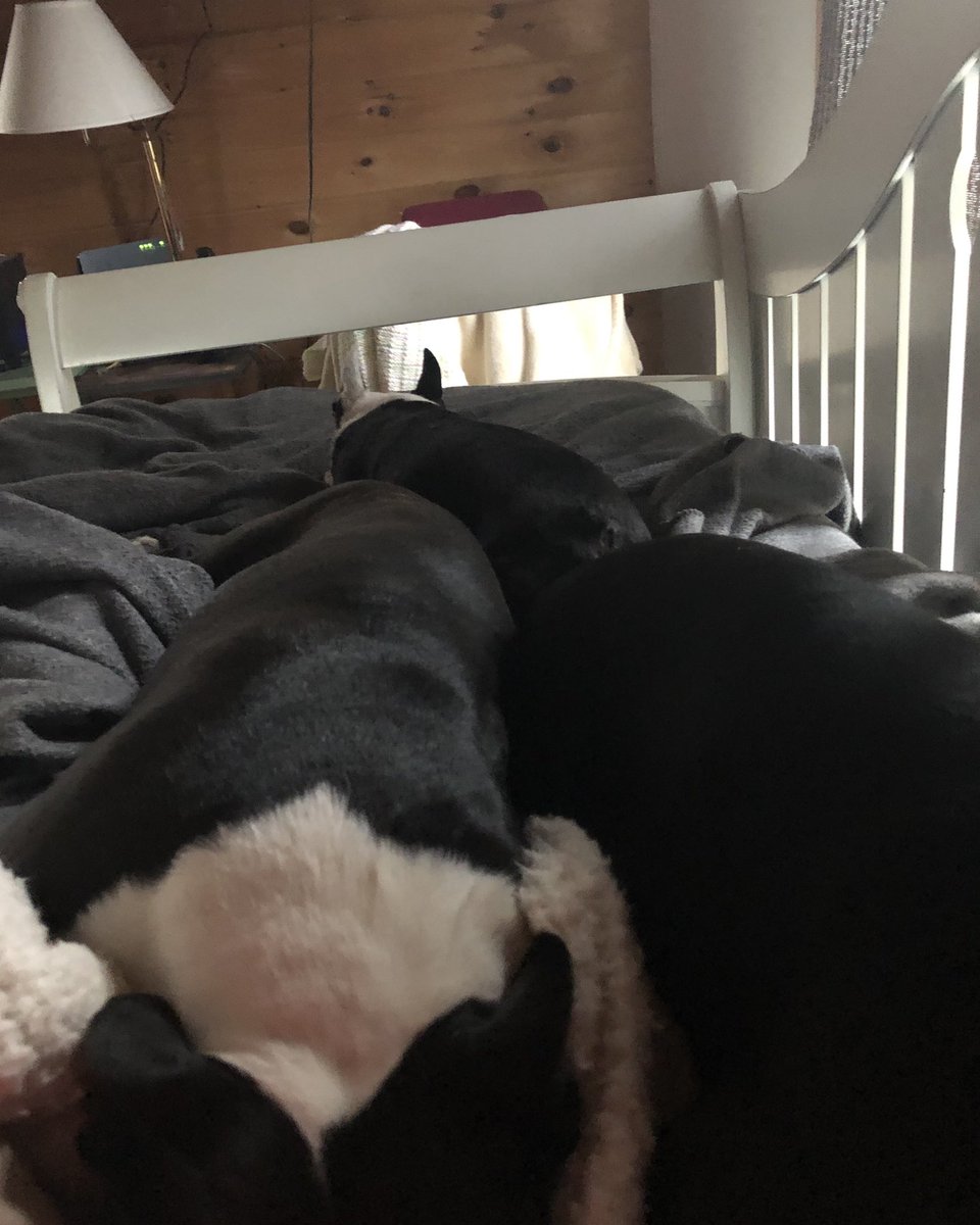 MoishesMom's tweet photo. Size does matter 🤣 Mr. Pibbs up against the Twins 👯‍♀️  He’s so tiny 🤗 https://t.co/sefIz2djaS