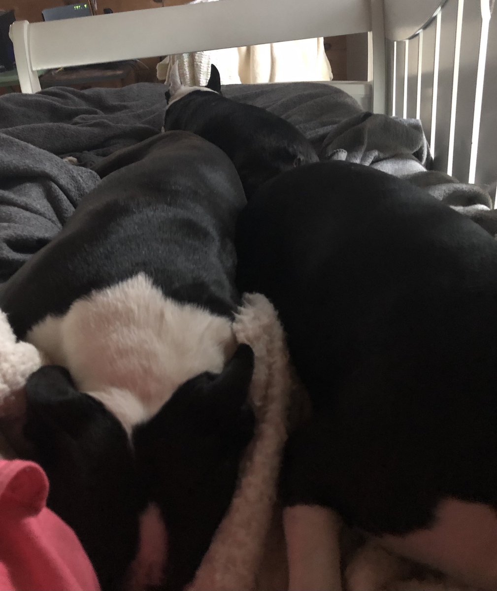 MoishesMom's tweet photo. Size does matter 🤣 Mr. Pibbs up against the Twins 👯‍♀️  He’s so tiny 🤗 https://t.co/sefIz2djaS