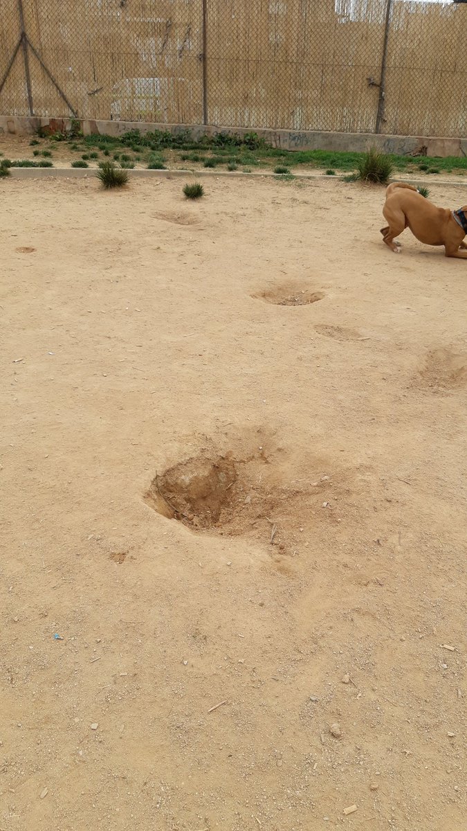 Hola, @martapodemsbd esto es lo que pasa cuando ignoramos las quejas de los usuarios del área de gossos del #ParcNord #Sabadell, la gente se cae por no tapar los agujeros, es una vergüenza la falta de mantenimiento. <a href="/Aj_Sabadell/">Ajuntament Sabadell</a> <a href="/sbdterritori/">Sbd Acció Territorial, Participació i Voluntariat</a>