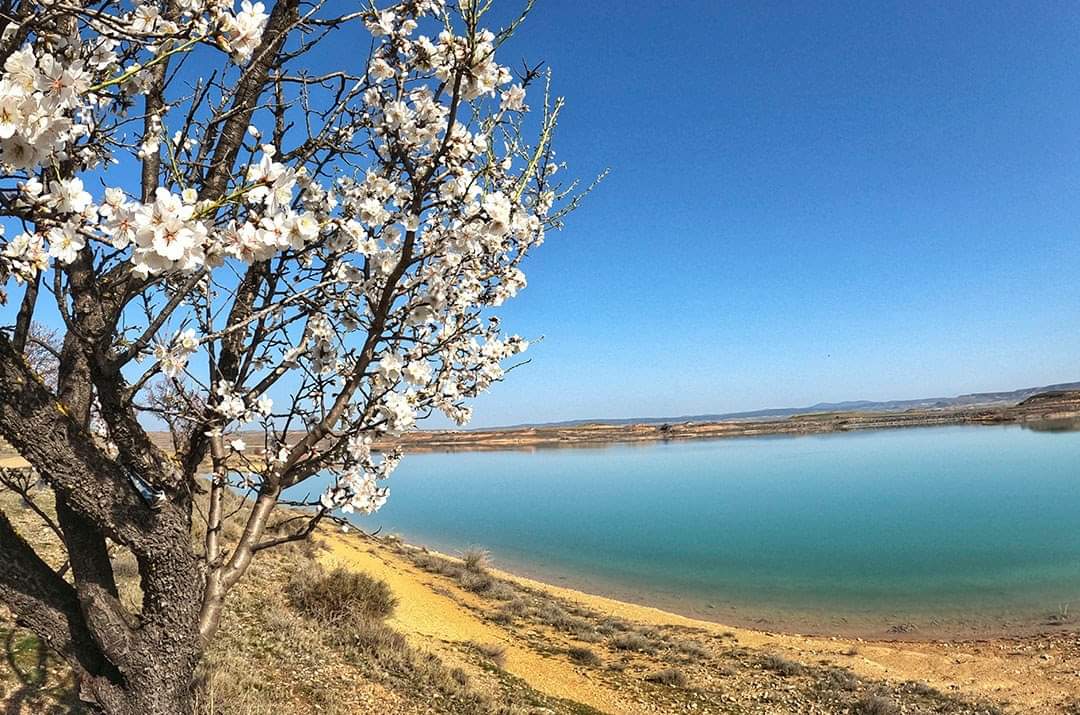 sorianitelaimag's tweet photo. 🤓 ¿Te gustaría visitar las lagunas temporales de Soria antes de que se sequen?  
Foto 1: Laguna de Monteagudo
Foto 2: Laguna de Iruecha
Foto 3: Laguna de Judes
Foto 4: Laguna de Hinojosa

ℹ️ Más información: https://t.co/S07Te765Gy
#SoriaNiTeLaImaginas #EligeSoria @dipsoria https://t.co/NduUzuDTR3