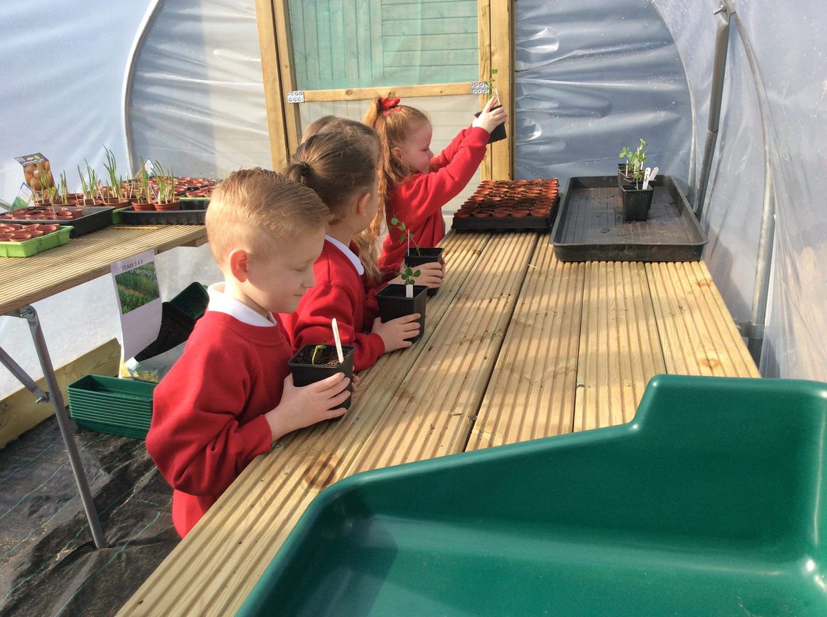 SouthdownCP's tweet photo. More photos of Blwyddyn 1 planting seeds in our new poly tunnel 📸😃🌞🌞#healthandwellbeing #togetherinlearning #beallyoucanbe https://t.co/2vKawBeJjG