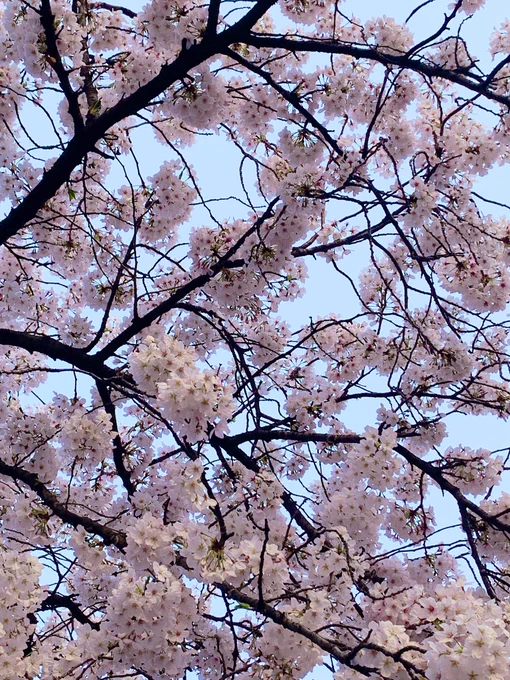 桜だー!! 