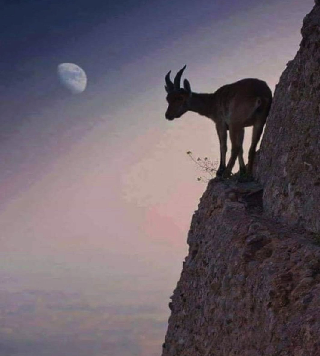 AdelAliBinAli's tweet photo. لا القفز يُنجيهآ ، ولا البقآء يُجديهآ ، ولا الطريق مضمونٌ فيهديهآ.. تلكَ هي أصعب اللحظآت🖤🍂 https://t.co/rnVKUHtlrq