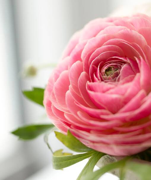 Uzivatel あにゃ Earth Na Twitteru 花金鳳花 ラナンキュラス ピンク色のラナンキュラスの花言葉は 飾らない美しさ T Co Anoeivxixt Twitter