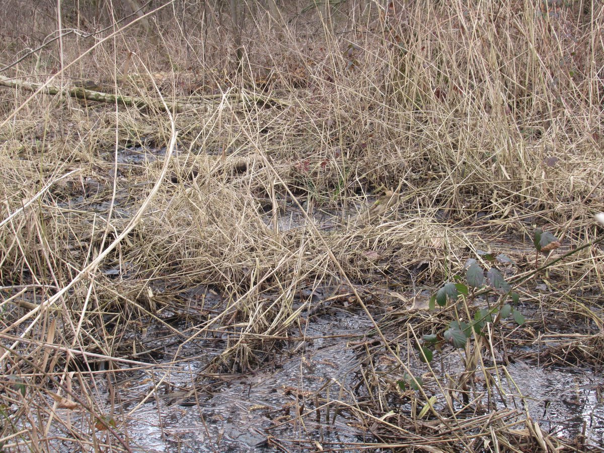 DeBiezen_76's tweet photo. Mooi nat #broekbos ๐ฌDeze broekbosjes werden tot de jaren '50 van de vorige eeuw als #rabattenbos gebruikt en zijn nu waardevolle stukjes natuur ๐ https://t.co/BcV71F8INy