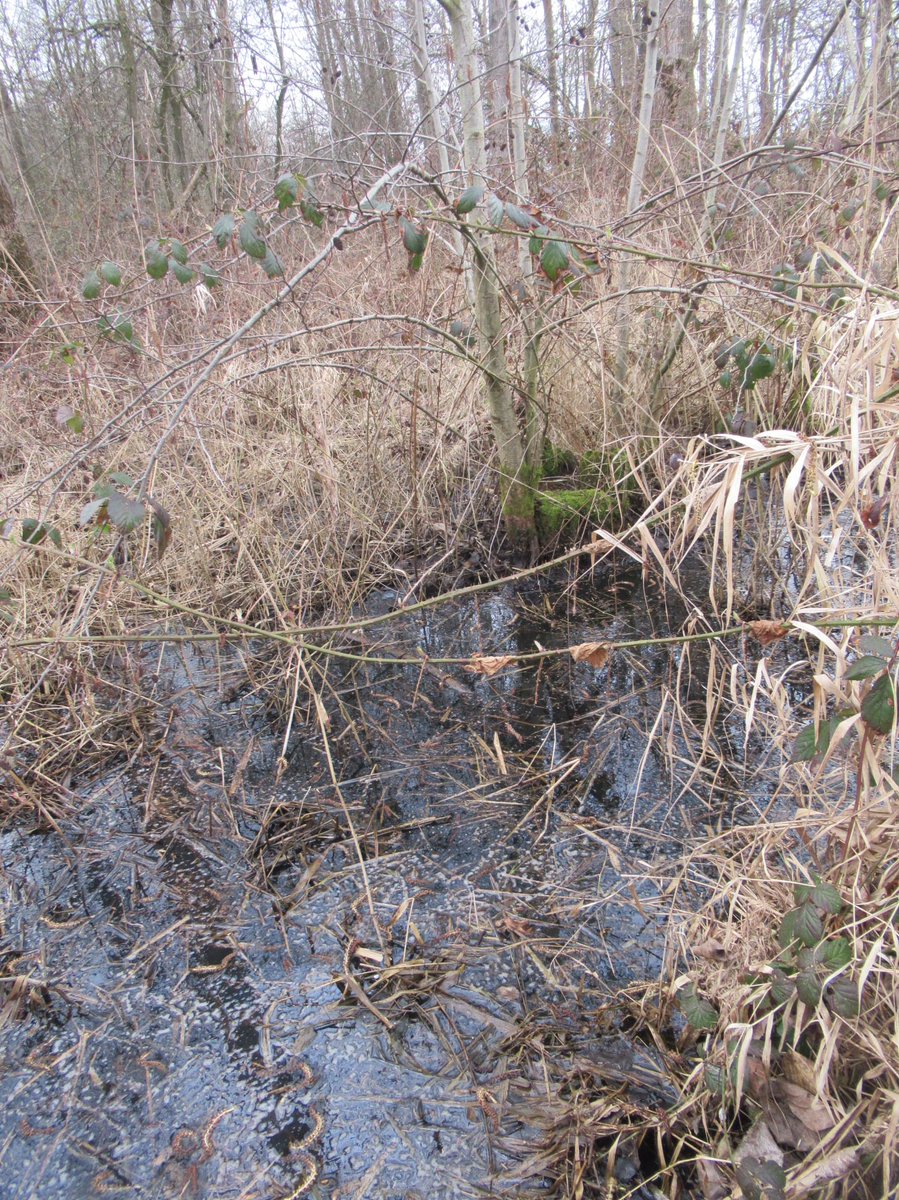 DeBiezen_76's tweet photo. Mooi nat #broekbos ๐ฌDeze broekbosjes werden tot de jaren '50 van de vorige eeuw als #rabattenbos gebruikt en zijn nu waardevolle stukjes natuur ๐ https://t.co/BcV71F8INy