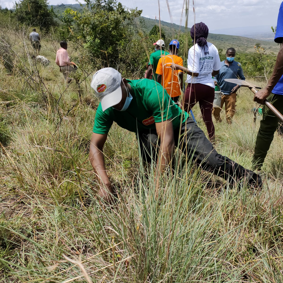 In today's exercise @DelmonteKenya partnered with @kwskenya to plant 10,000 trees at Ol' Donyo Sabuk National Park. @kdfinfo, @MullyFamily and  @kelchemicals took part in the exercise #DelMonteTreePlanting