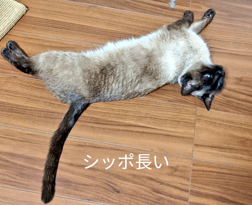 みっちゃん 家出シャム猫さがしてます Tomotaka8 Twitter