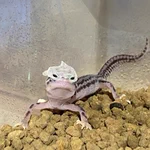 脱皮の残りが仮面舞踏会のようになったトカゲ!かっこいいかも