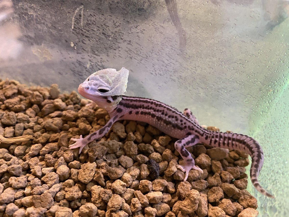 脱皮の残りが仮面舞踏会のようになったトカゲ かっこいいかも 話題の画像プラス