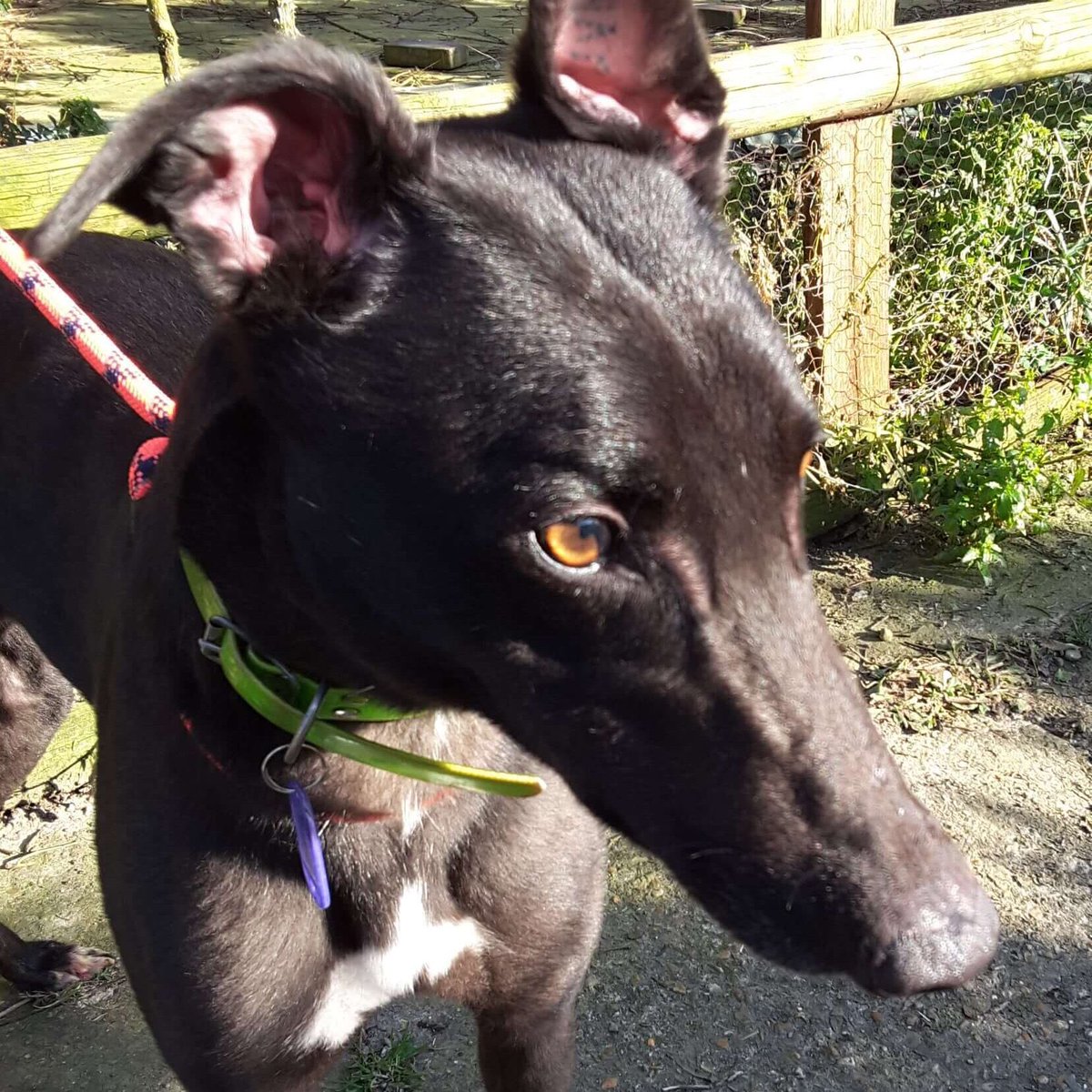 Retired Greyhounds Canterbury tweet media