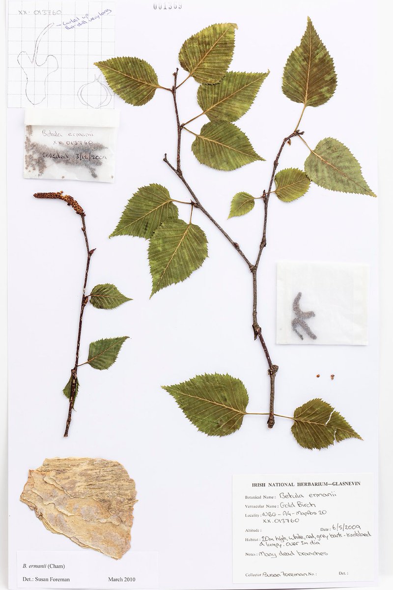 DBNherbariumOPW's tweet image. Are you doing anything for National Tree Week? #treeweek21 @3CounciI  @coilltenews Coillte have donated trees nationally for plenty of community planting. A great tree to plant is birch - our native species are Betula pubescens and Betula pendula. The bark is beautiful.