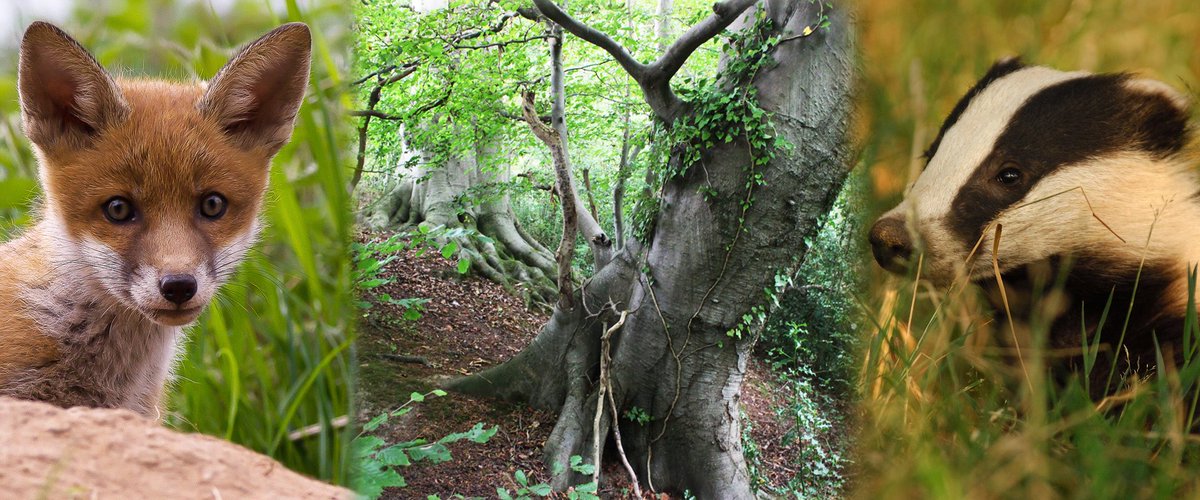 MontWildlife's tweet photo. Ask your Senedd Election candidates to demonstrate their support for a Green Recovery by supporting a rethink of the climate-busting Red Route. #StopTheRedRoute
https://t.co/I0cBiljiF9 https://t.co/Oa2C9oEwzE