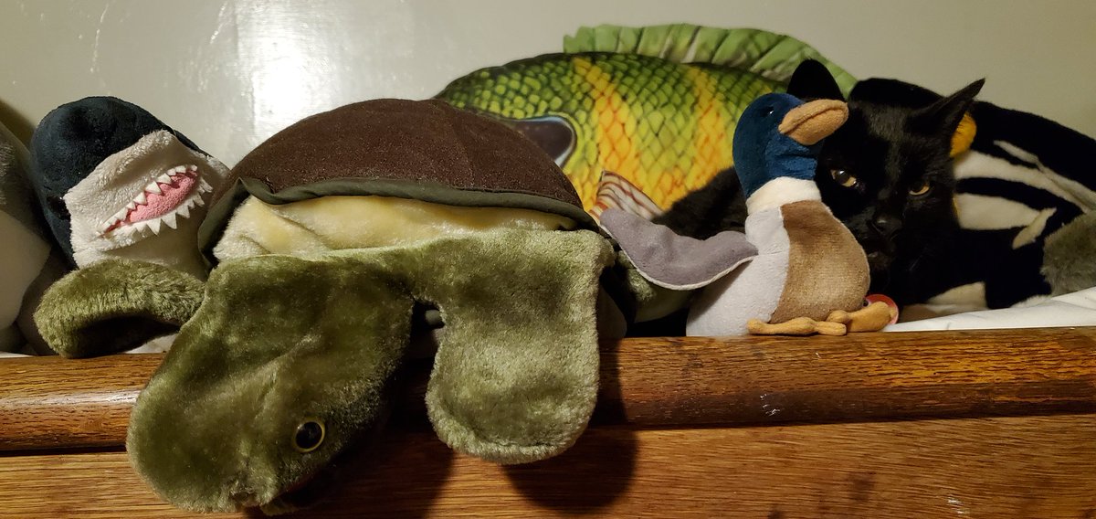 PortSideNY's tweet photo. Good morning. Here's our ship cat Chiclet waking up with friends on the #MaryWhalen.

#shipcats #shipcatchiclet 
#RedHook #redhookismagic https://t.co/cAyjJ3viXi