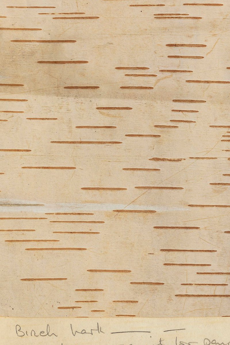 DBNherbariumOPW's tweet image. Are you doing anything for National Tree Week? #treeweek21 @3CounciI  @coilltenews Coillte have donated trees nationally for plenty of community planting. A great tree to plant is birch - our native species are Betula pubescens and Betula pendula. The bark is beautiful.