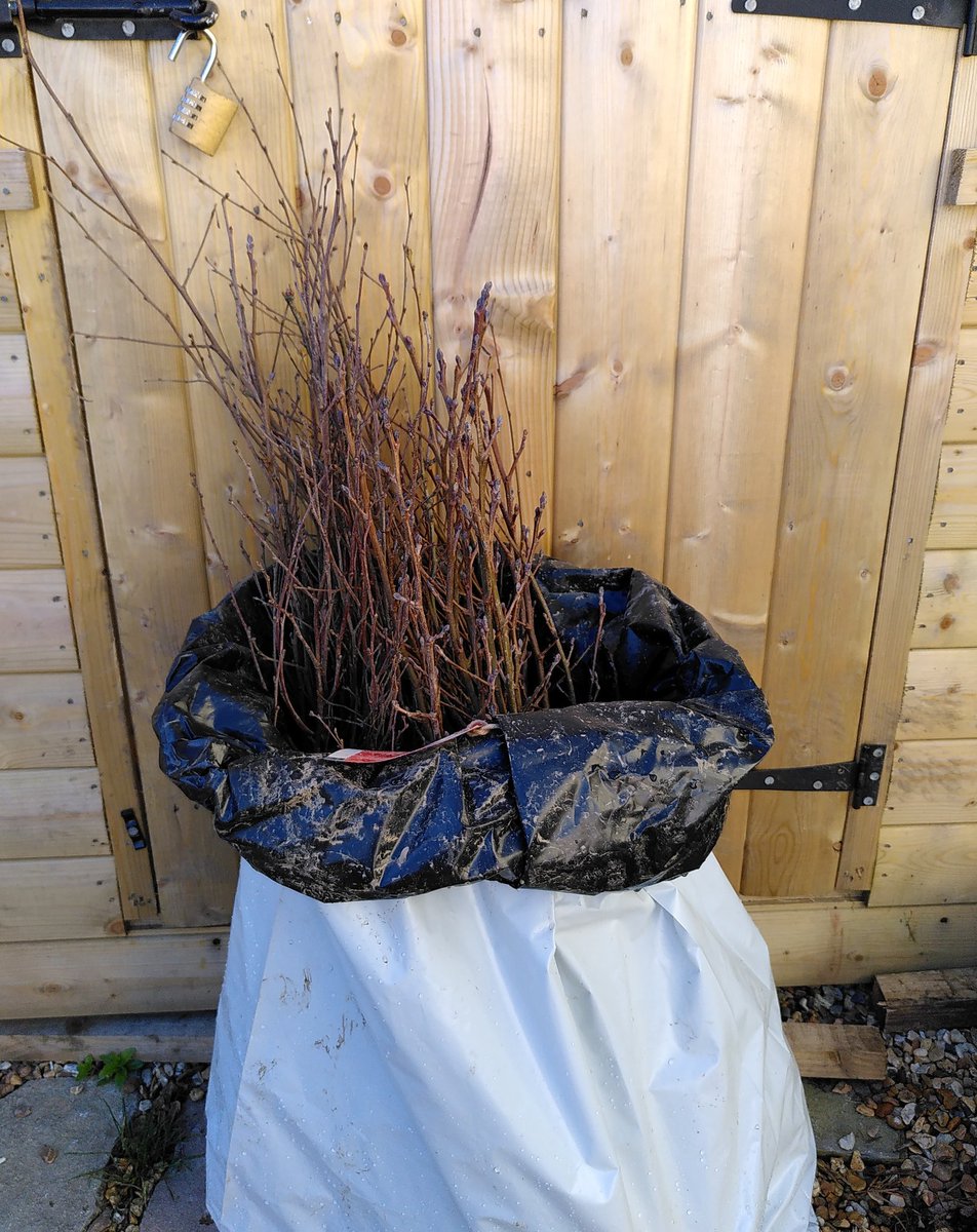 Colin_Kelleher's tweet image. A bag of trees ready for planting by our local community! Mainly birch, a few alder and oak also. #treeweek21 Thanks to @coilltenews in Ballintemple for the trees.