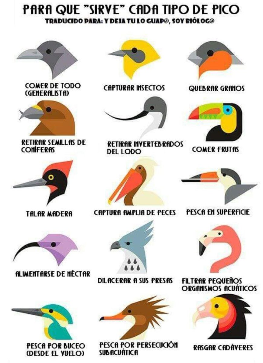 calvobetran_2's tweet image. Qué bonita e instructiva lámina.