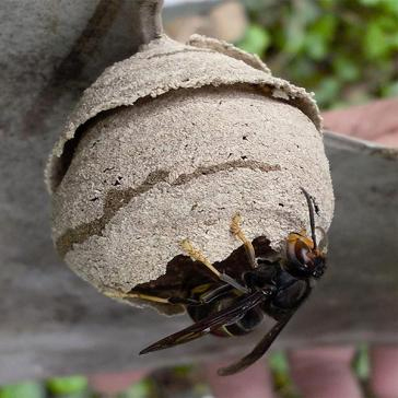 Fougères Agglo (@fougeresagglo) on Twitter photo Lutte contre la prolifération des frelons asiatiques. Si vous repérez un nid : alertez votre mairie. Fougères Agglomération finance les interventions. En savoir + fougeres-agglo.bzh/content/lutte-… Lutte contre la prolifération des frelons asiatiques. Si vous repérez un nid : alertez votre mairie. Fougères Agglomération finance les interventions. En savoir + fougeres-agglo.bzh/content/lutte-…