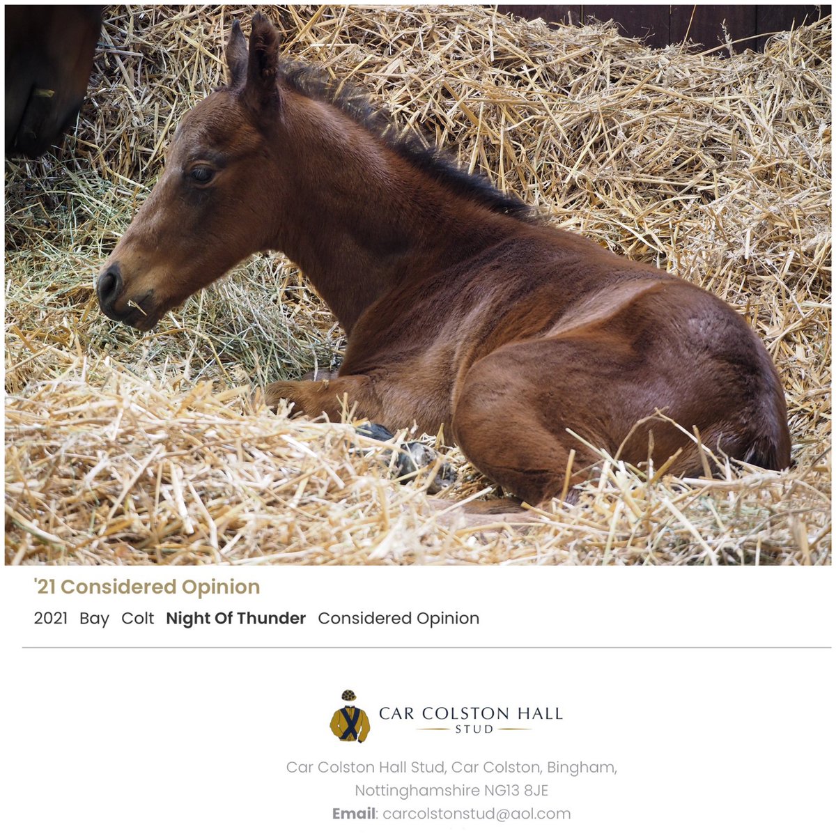 Newest arrival is a handsome colt by Night of Thunder ex Considered Opinion (Redoute’s Choice).

Considered Opinion visits PINATUBO this season.
<a href="/DarleyStallions/">Darley</a> 
<a href="/formanhardy/">Thomas Hardy</a> 

carcolstonhallstud.com