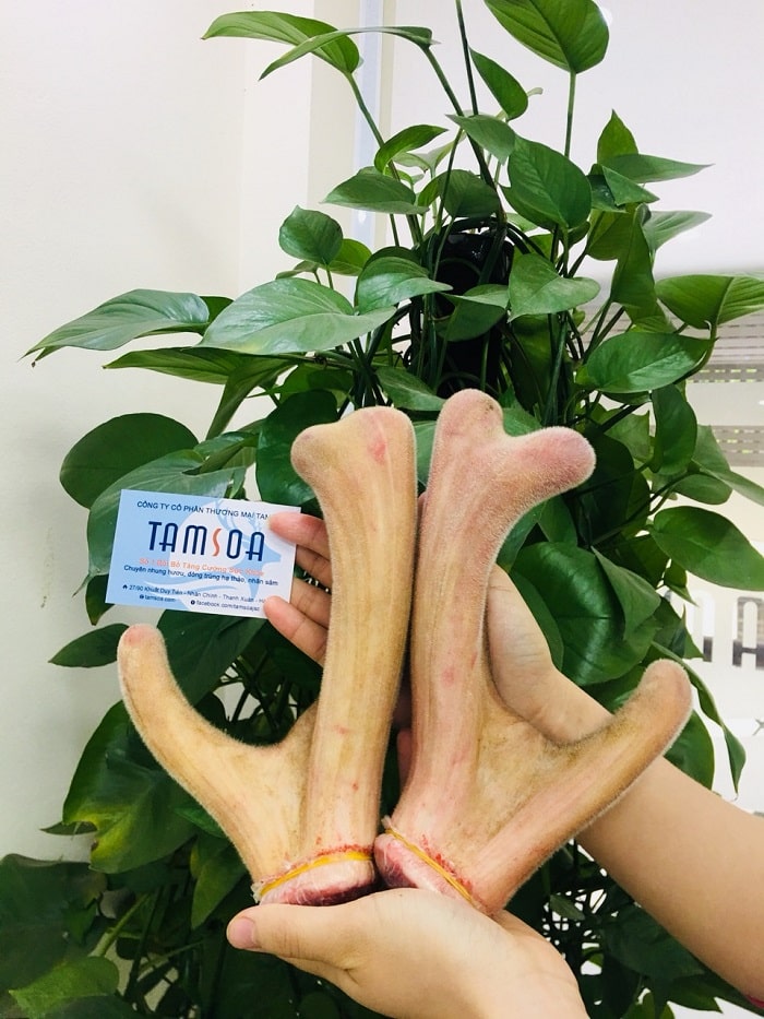 HuouTamsoa's tweet photo. Nhung Hương Hương Sơn: Bệnh gan nhiễm mỡ dùng nhung hươu có hiệu quả không? https://t.co/widf46wWWZ https://t.co/oOLGWLKmv3