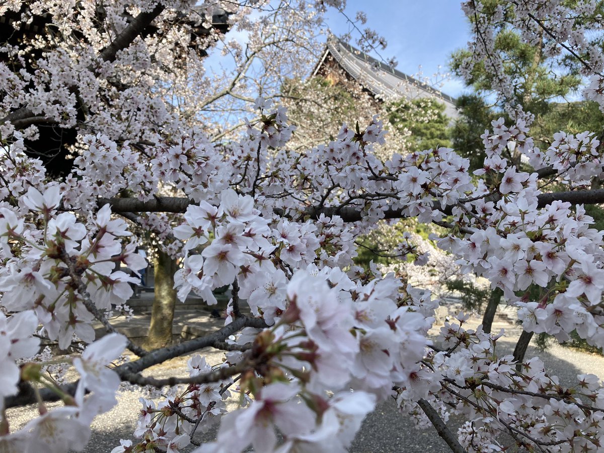 Hanafree12's tweet photo. お仕事のあとは桜満開の京都市内へ🌸

円山公園は人でいっぱいでしたが、おとなりの知恩院は長い階段を登らないといけないこともあり、のんびりお花見したり、写真撮ったりできました☺️

知恩院は浄土宗の総本山で建物も見応え抜群なのに、境内の入場は無料なんです✨

実は穴場なスポットです😊 https://t.co/Prc4E3Au0N