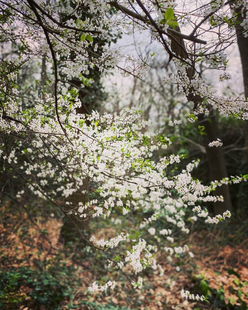 marcelafwrites's tweet photo. Friday. Anyone else feeling exhausted? Digging deep at the moment, might be because it’s my birthday soon, or just my new friend; peri-menopause 🙄 #strangetimes
•••
#dulwichwoods #sydenhamwoods #anotherwalk #blossomtree #ilovetheblossomseason #selon… https://t.co/MBFgt3vHA2 https://t.co/iy8AnGS4AW
