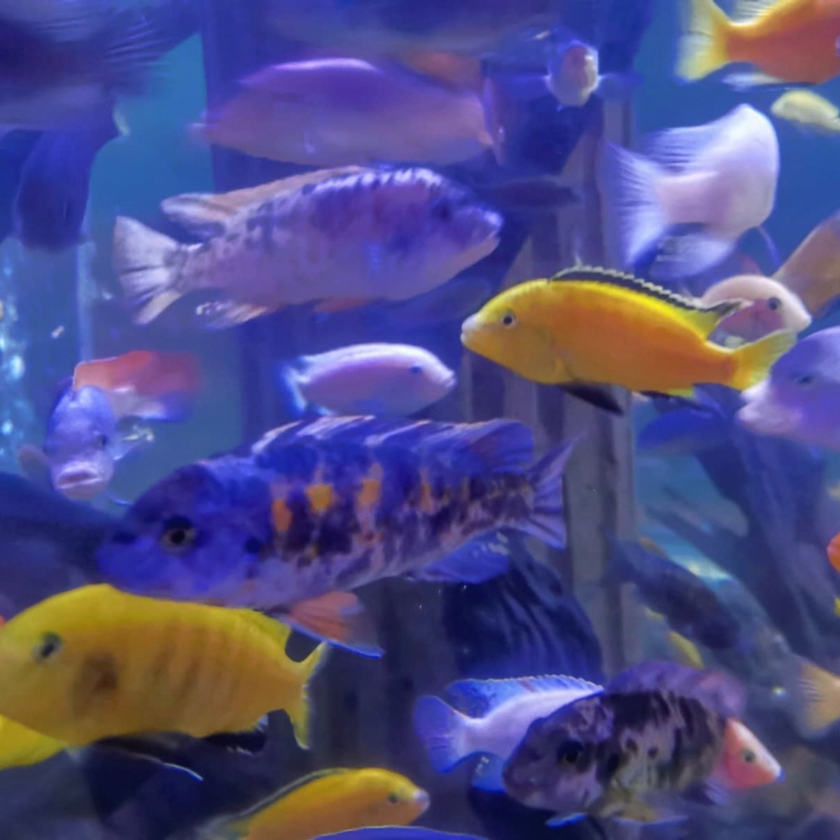 Did you guess Lake Malawi Cichlids for yesterday's zoomed in challenge? 
You were right! 👍🐟🐠😁

Did you know: Lake Malawi Cichlids like to live in close, busy groups and have amazing colours 😮

#bluereefaquarium #zoomedinchallenge