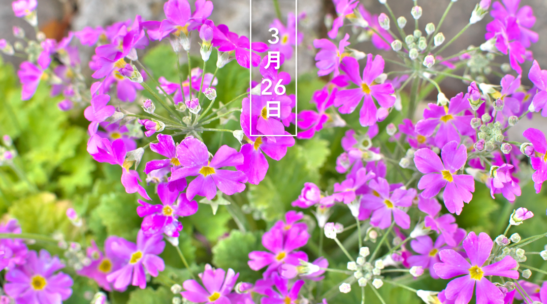 暦生活 こよみせいかつ S Tweet 花の日めくり 誕生花 今日の花はニホンサクラソウ 日本桜草 花言葉は 淡い恋 です 江戸時代に多くの栽培品種が誕生しました 4 5月頃 白や桃色の可憐な花を咲かせます 近年 自生地が減少している花のひとつです