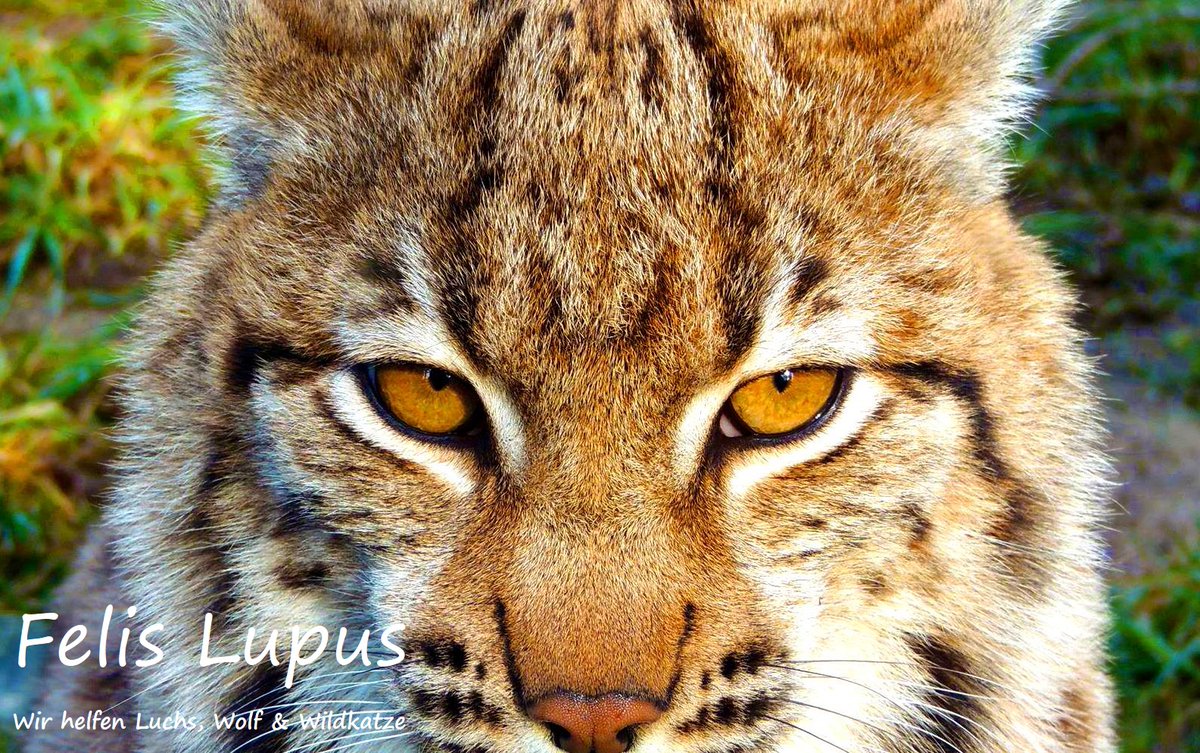 Guten Morgen in die Welt ! - seit heute sind auch wir vom Naturschutzprojekt Felis-Lupus bei Twitter und informieren ab jetzt aktuell über Themen zum Schutz von Wolf, Wildkatze und Luchs in Thüringen, Deutschland, Europa und in der Welt! Folgt uns und macht mit :)